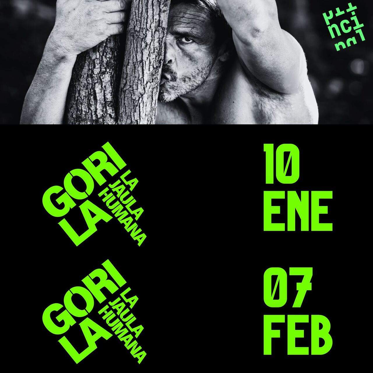 "Gorila, la jaula humana", en El Principal