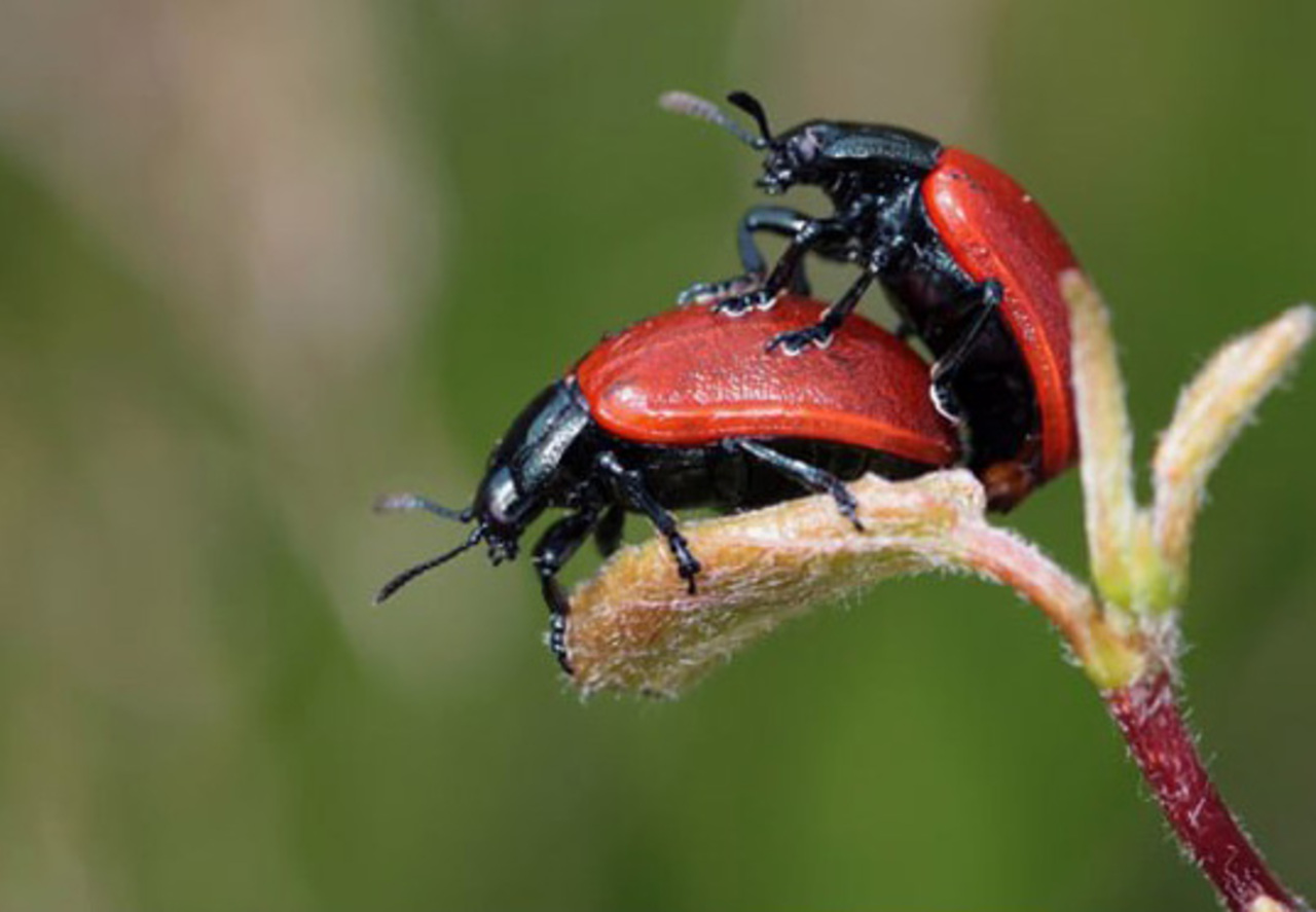 "Ñaca, ñaca o pío, pío. Naturaleza, sexualidad y psicoanálisis", con Angélica Galán y Sergio Martínez
