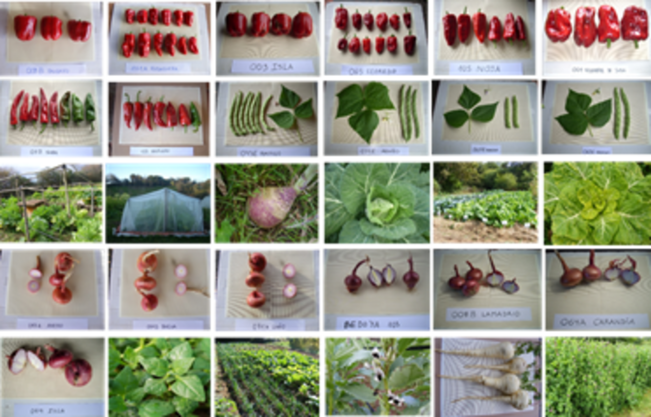 Conferencias: "Conservación y recuperación de variedades tradicionales hortofrutícolas de Cantabria" y “Red de semillas de Cantabria: patrimonio agroecológico cultural"