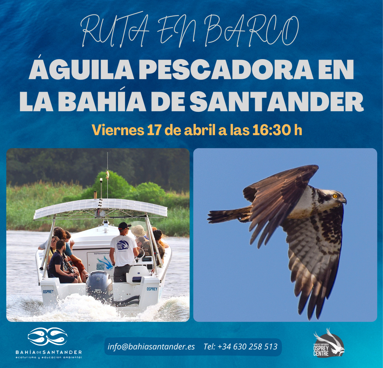 Ruta en barco "Águila pescadora en la Bahía de Santander"