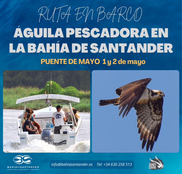 Ruta en barco "Águila pescadora en la Bahía de Santander"