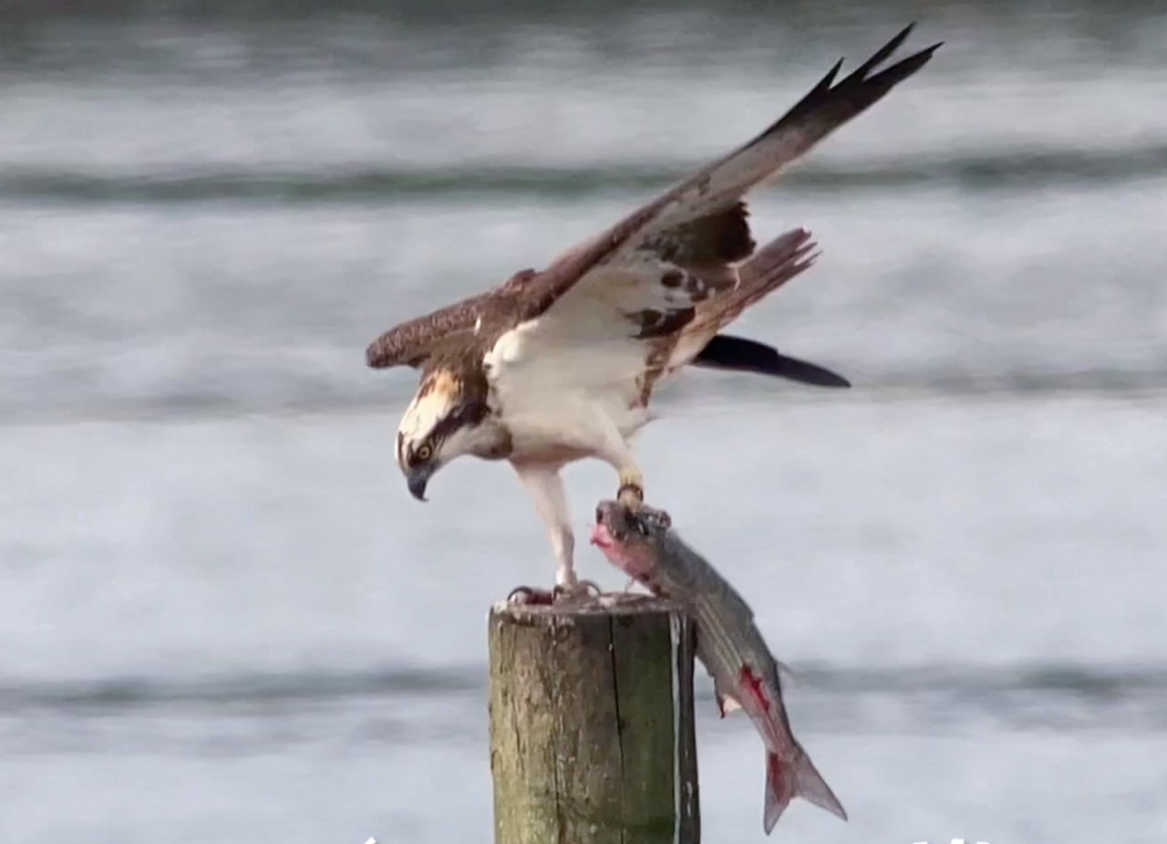 Ruta en barco "Águila pescadora en la Bahía de Santander"