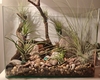 Taller "Plantas de aire para tu terraza"